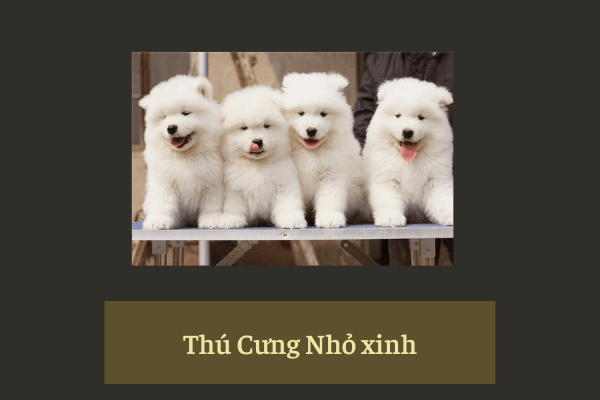 Thú cưng (Pet) quà tặng